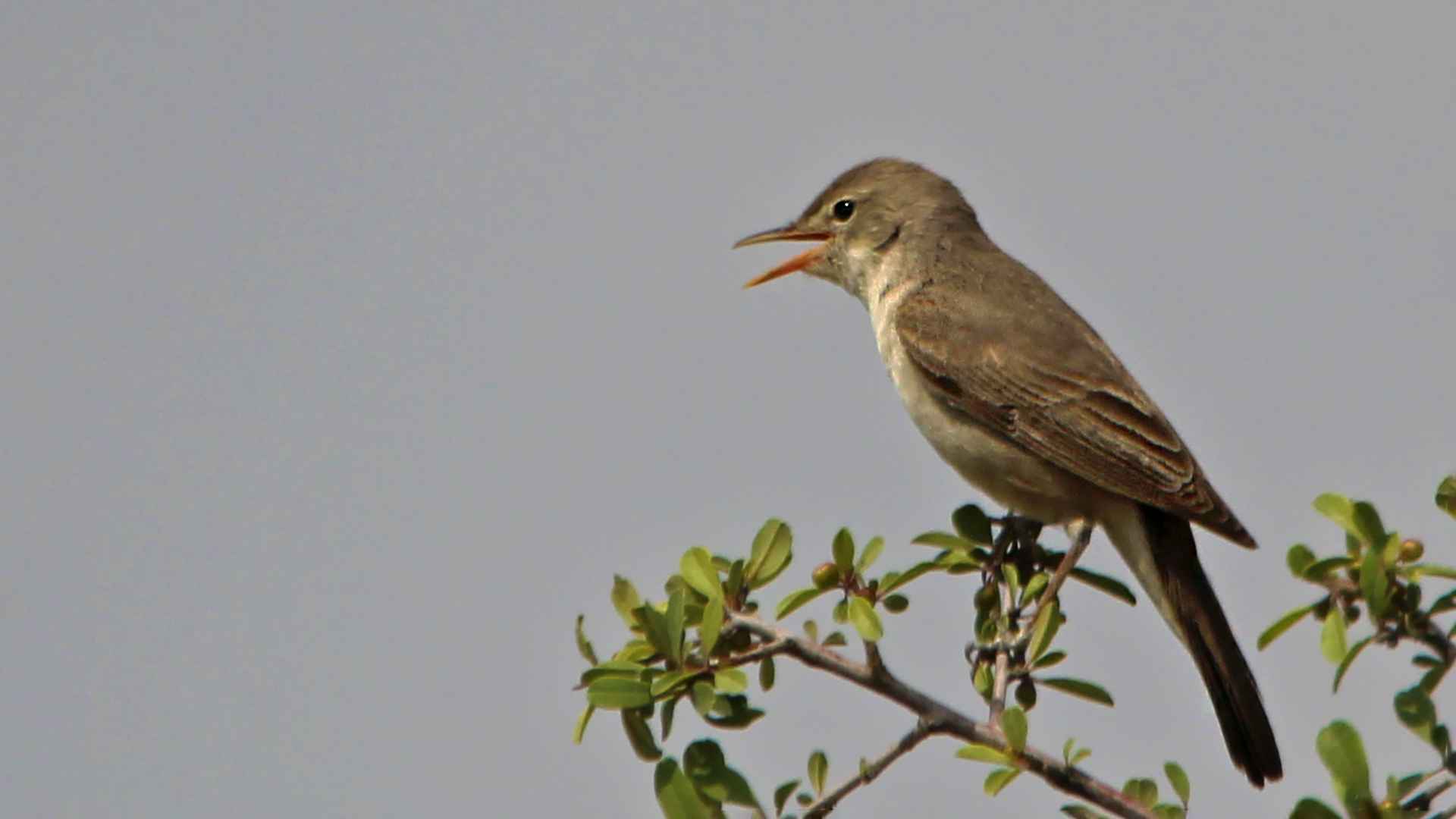 Upcher's Warbler